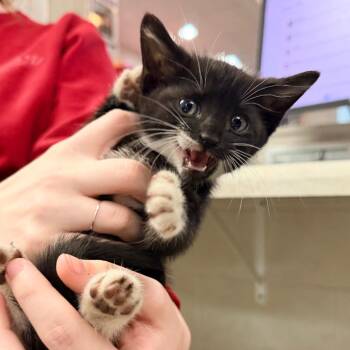 Aria -  Domestic Short Hair Cat for Adoption in Indianapolis, Indiana - Aria | PetCurious