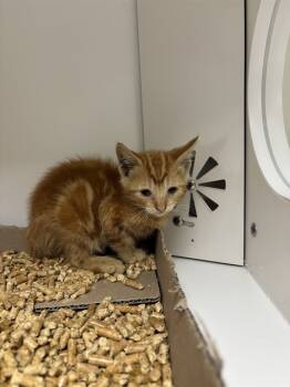 Rescue Domestic Medium Hair Cats for Adoption in Ontario, California - GATSBY- IN FOSTER | PetCurious