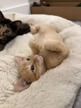 Caramel -  Domestic Short Hair Cat for Adoption in Fairfax, Virginia - Caramel | PetCurious