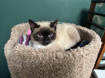 Siamese Cats Available for Adoption - Mirabella | PetCurious
