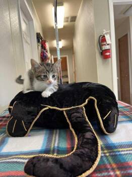Domestic Short Hair Cats Available for Adoption in Osgood, Indiana - Halloween Kitties : Cobweb | PetCurious