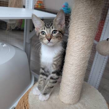 Rootbeer (Male Kitten) -  Domestic Short Hair Cat for Adoption in Los Altos, California - Rootbeer (Male Kitten) | PetCurious