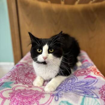 Domestic Medium Hair Cats Available for Adoption in Fargo, North Dakota - Calamity | PetCurious