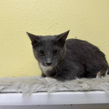 Maui -  Domestic Short Hair Cat for Adoption in Las Vegas, Nevada - Maui | PetCurious
