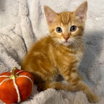 Rocky -  Domestic Medium Hair Cat for Adoption in Lewisville, Texas - Rocky | PetCurious