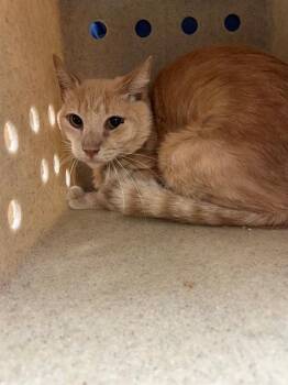 LLOYD -  Domestic Short Hair Cat for Adoption in Thousand Palms, California - LLOYD | PetCurious