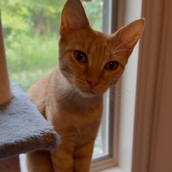 Clementine -  Domestic Short Hair Cat for Adoption in Terre Haute, Indiana - Clementine | PetCurious