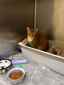 Dagger -  Domestic Short Hair Cat for Adoption in Munster, Indiana - Dagger | PetCurious