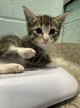 Conrad -  Domestic Short Hair Cat for Adoption in Fishers, Indiana - Conrad | PetCurious