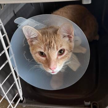 Tigger -  Domestic Short Hair Cat for Adoption in Leander, Texas - Tigger | PetCurious