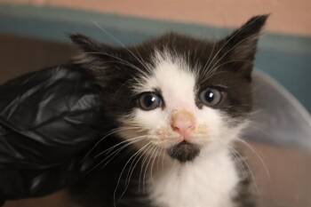 Rescue Domestic Short Hair Cats for Adoption in Columbia, South Carolina - SLINKY | PetCurious