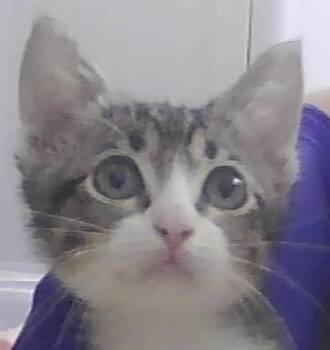 Ricotta -  Domestic Short Hair Cat for Adoption in Dayton, Minnesota - Ricotta | PetCurious