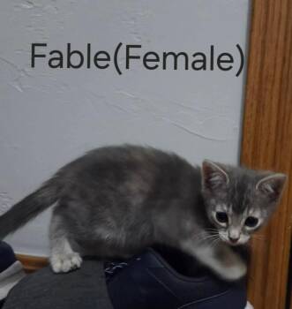 Fable -  Domestic Short Hair Cat for Adoption in Shawnee, Oklahoma - Fable | PetCurious
