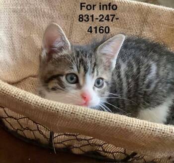 Lobo -  Domestic Short Hair Cat for Adoption in Santa Cruz, California - Lobo | PetCurious