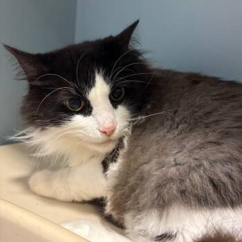 Flutt -  Domestic Medium Hair Cat Available for Adoption in Chattanooga, Tennessee - Flutt | PetCurious