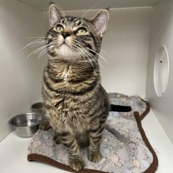 Niko -  Domestic Short Hair Cat Available for Adoption in Champaign, Illinois - Niko | PetCurious