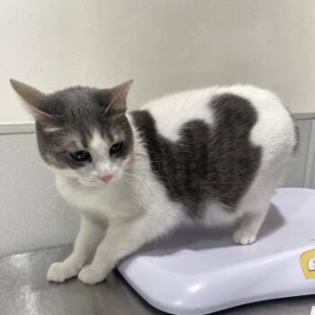 Domestic Short Hair Cats Available for Adoption - Isabella | PetCurious