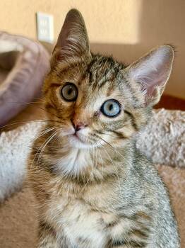Torrey -  Tabby Cat for Adoption in Bentonville, Arkansas - Torrey | PetCurious