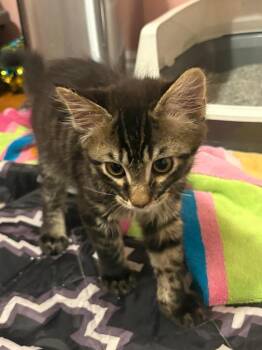 Grimace -  Domestic Short Hair Cat for Adoption in Millcreek, Utah - Grimace | PetCurious