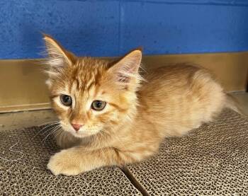 Naberius -  Domestic Short Hair Cat for Adoption in Logan, Utah - Naberius | PetCurious