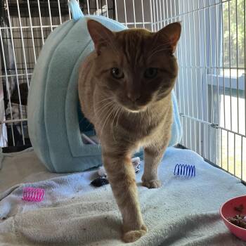 Whisk -  Domestic Short Hair Cat for Adoption in Wells, Maine - Whisk | PetCurious