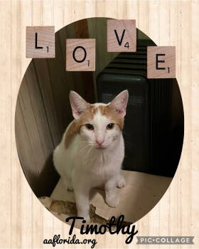 Rescue American Bobtail and Domestic Short Hair Cats for Adoption in Pensacola, Florida - Timothy | PetCurious