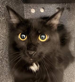 Benita -  Domestic Medium Hair Cat for Adoption in Golden, Colorado - Benita | PetCurious
