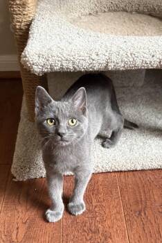 Lexi - North Conroe Petsmart -  Russian Blue and Domestic Short Hair Cat for Adoption in Spring, Texas - Lexi - North Conroe Petsmart | PetCurious