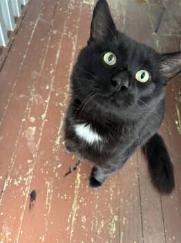 Nigel Fisher -  Domestic Medium Hair Cat for Adoption in Trenton, New Jersey - Nigel Fisher | PetCurious