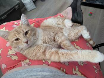 Domestic Short Hair Cats Available for Adoption in Bellmawr, New Jersey - Hendrix | PetCurious