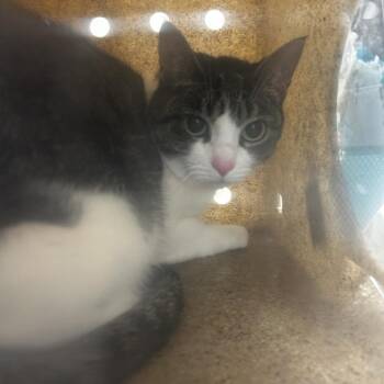 Zoey -  Domestic Short Hair Cat for Adoption in Philadelphia, Pennsylvania - Zoey | PetCurious