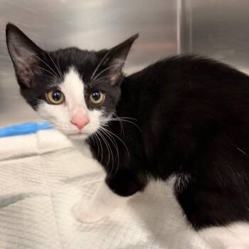 Golden Snitch -  Domestic Short Hair Cat for Adoption in Greensboro, North Carolina - Golden Snitch | PetCurious