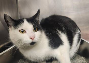 Domestic Short Hair Cats Available for Adoption - Tanzania | PetCurious