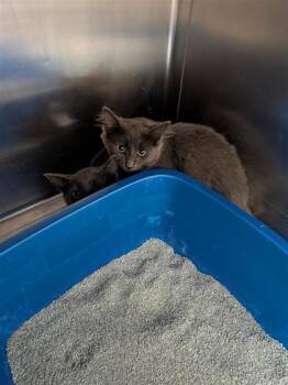 Green Lantern -  Domestic Medium Hair and Domestic Short Hair Cat for Adoption in Montreal, Quebec - Green Lantern | PetCurious