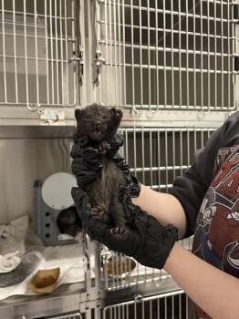 Domestic Short Hair Cats Available for Adoption in Colorado Springs, Colorado - SONIC | PetCurious