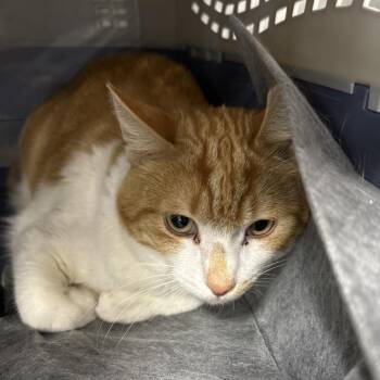 Flynn -  Domestic Short Hair Cat for Adoption in Salt Lake City, Utah - Flynn | PetCurious