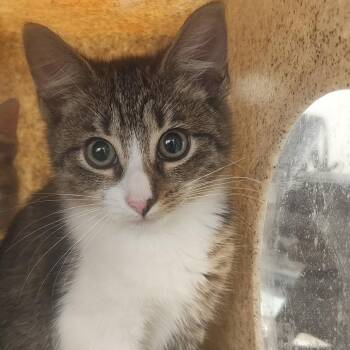 Kansas -  Domestic Short Hair Cat for Adoption in Philadelphia, Pennsylvania - Kansas | PetCurious