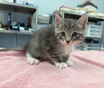 Snickerdoodle Cookie -  Domestic Short Hair Cat for Adoption in Raleigh, North Carolina - Snickerdoodle Cookie | PetCurious