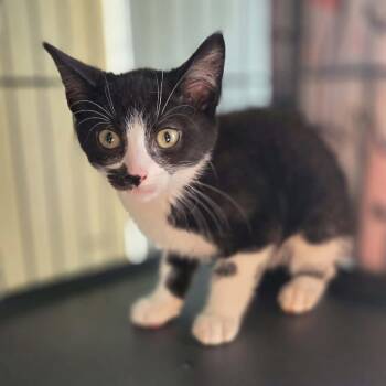 Abacus -  Domestic Short Hair Cat for Adoption in Lexington, Kentucky - Abacus | PetCurious
