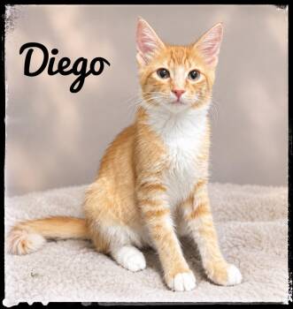 Diego -  Domestic Medium Hair Cat for Adoption in El Cajon, California - Diego | PetCurious