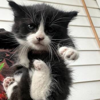 Domestic Medium Hair Cats Available for Adoption in Ringtown, Pennsylvania - Sabrina "BRINA" | PetCurious