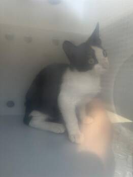 EFFEN 5 -  Domestic Short Hair Cat for Adoption in Rancho Cucamonga, California - EFFEN 5 | PetCurious
