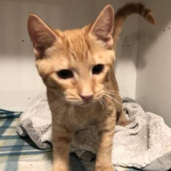 Clementine -  Domestic Short Hair Cat for Adoption in Seven Valleys, Pennsylvania - Clementine | PetCurious