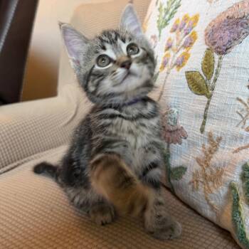 Domestic Medium Hair Cats Available for Adoption in Lewisville, Texas - Santos | PetCurious