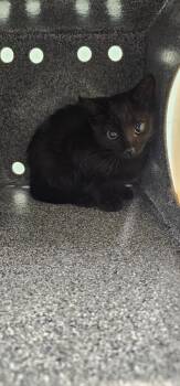Bucky -  Domestic Short Hair Cat for Adoption in Athens, Tennessee - Bucky | PetCurious