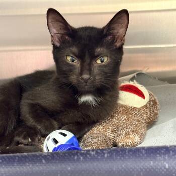 Aegon -  Domestic Short Hair Cat for Adoption in West Palm Beach, Florida - Aegon | PetCurious