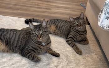 Domestic Short Hair Cats Available for Adoption - Onyx & Tiger | PetCurious