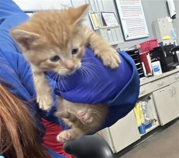 Domestic Short Hair Cats Available for Adoption in Dallas, Texas - MONSOON | PetCurious