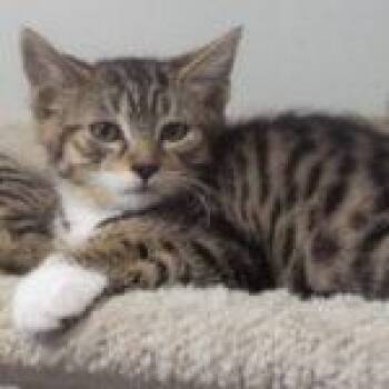 Empire -  Tabby Cat for Adoption in Green Valley, Arizona - Empire | PetCurious