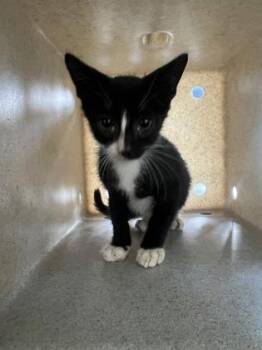 Murray -  Domestic Short Hair Cat for Adoption in New Orleans, Louisiana - Murray | PetCurious